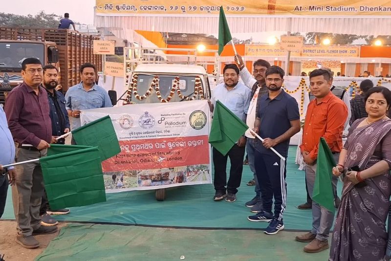 Odisha Exports Fresh Strawberries to London for the First Time, Boosting Farmer Incomes